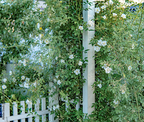 Rambler rose Lykkefund.  A richly scented cultivar, it greets the summer with bridal cascades of semi-double flowers that look cream from a distance.