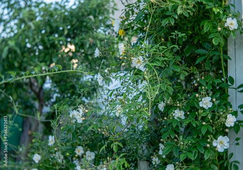 Rambler rose Lykkefund.  A richly scented cultivar, it greets the summer with bridal cascades of semi-double flowers that look cream from a distance.