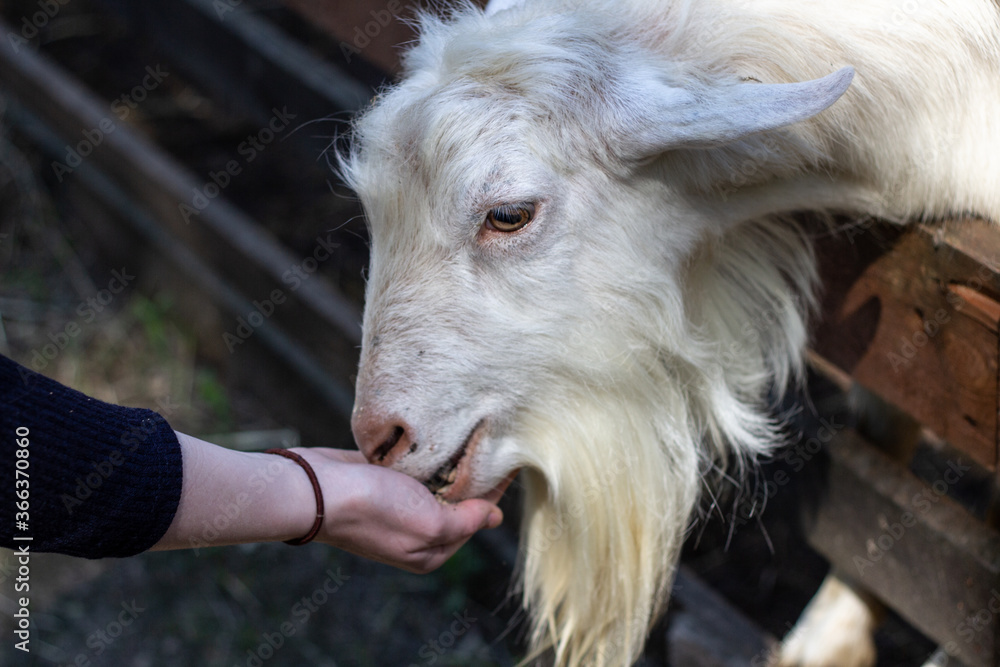 Hand feeding a domestic goat through a fence Hand feeding a domestic goat through a fence