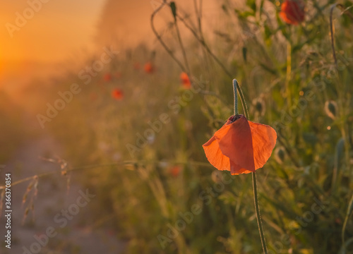 Early morning in the meadows with fog and poppies blossom