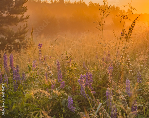 Dew covered spiderweb in meadow early summer morning with fog