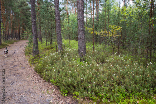 Fototapeta Naklejka Na Ścianę i Meble -  White flowers of marsh ledum bloom between the trunks of a pine forest