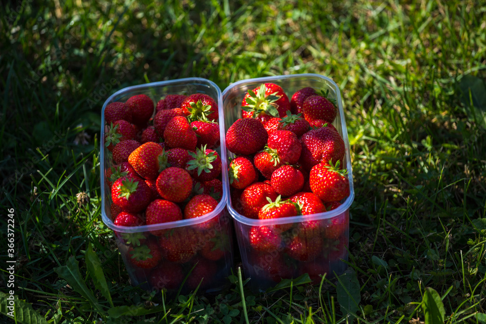 strawberries in a basket strawberries in a basket