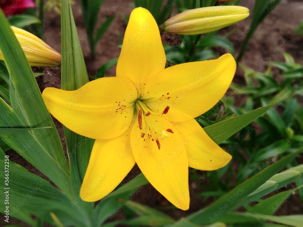 Fototapeta premium lovely lilies enjoy summer