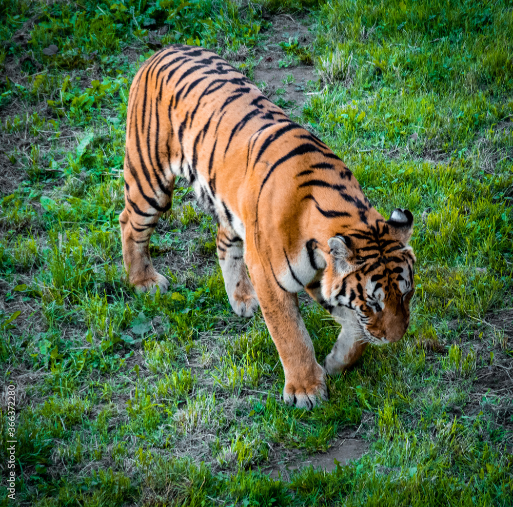 Obraz premium Tiger in the resting state in the shade resting