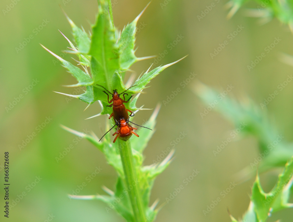 Red-headed cardinal beetles mating on plant 