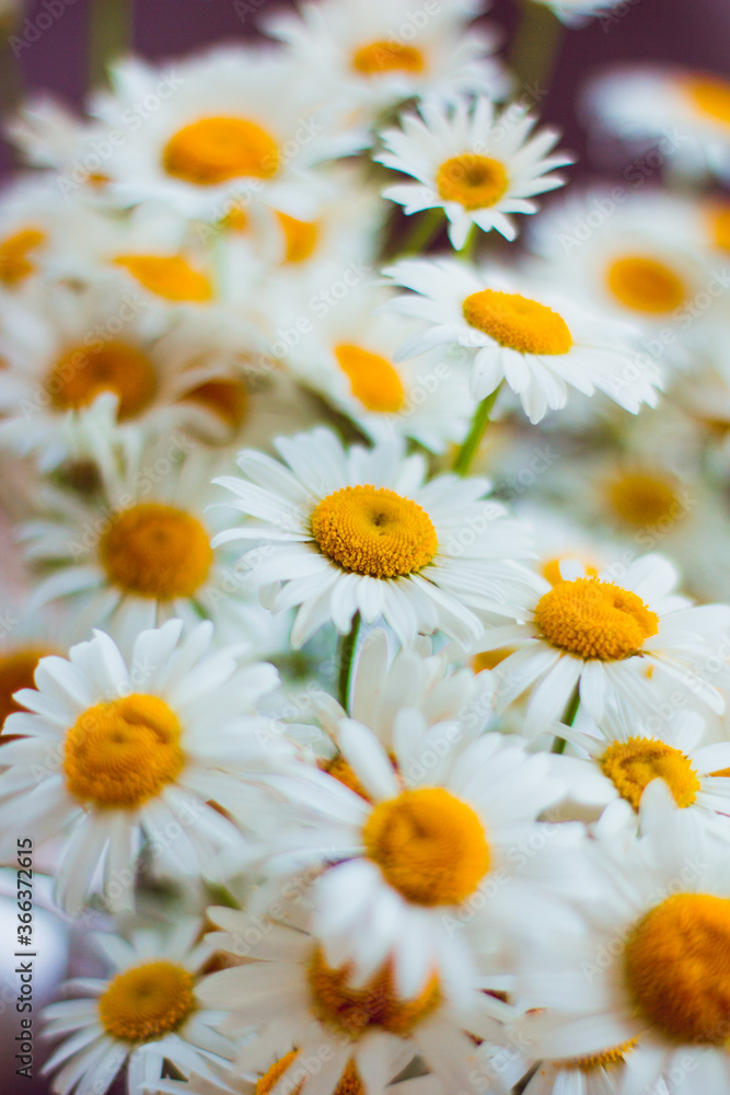 Obraz premium Bouquet of white chamomile summer flowers