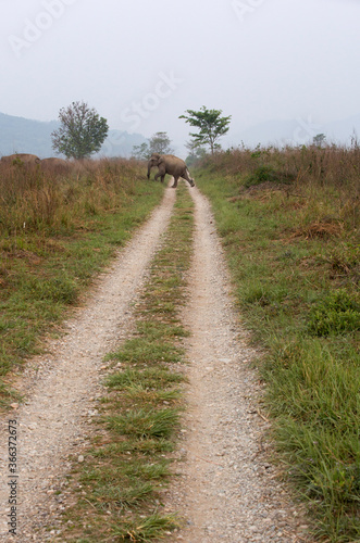 Asiatic elephants at Dhikala grassland , Jim Corbett National Park