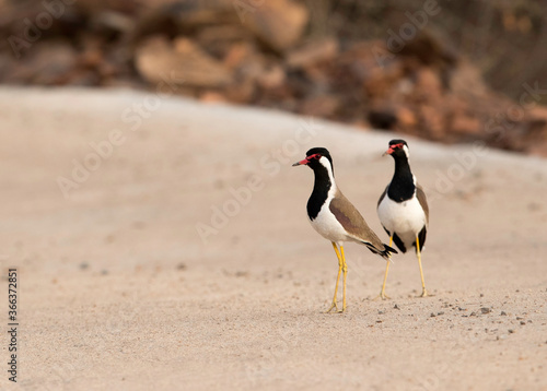 A pair of Red-wattled lapwing, Ranthambore National Park, India