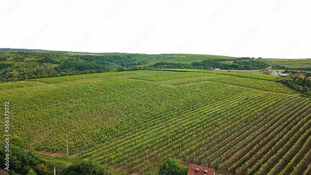 Grapes fields near Tokaj city