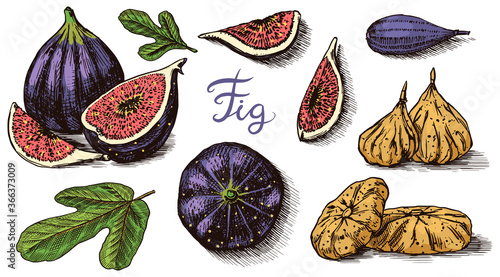 Fresh figs set. Detox spice. Dried fruit, cut pieces. Foliage, plant and branch. Vector Engraved hand drawn sketch for label, poster or menu. 