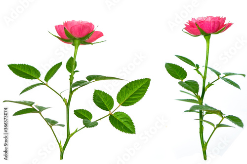 Flower bud roses on a white background