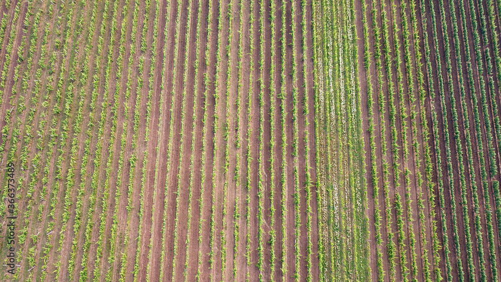 Grapes fields near Tokaj city Grapes fields near Tokaj city