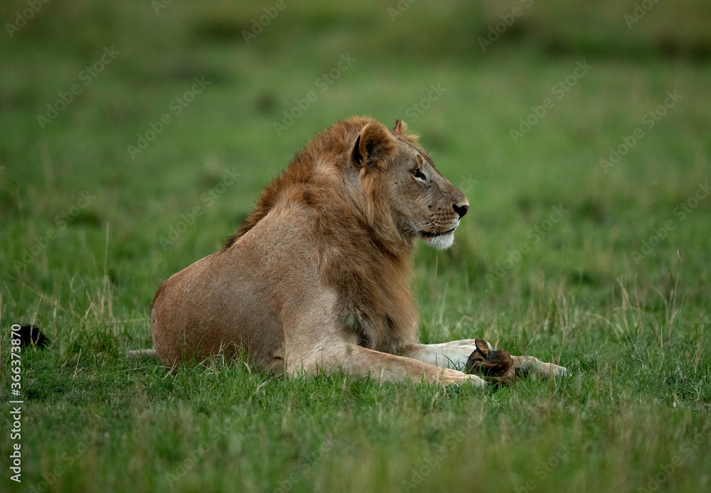Lion resting in the Savannah of Masai Mara, Kenya Lion resting in the Savannah of Masai Mara, Kenya