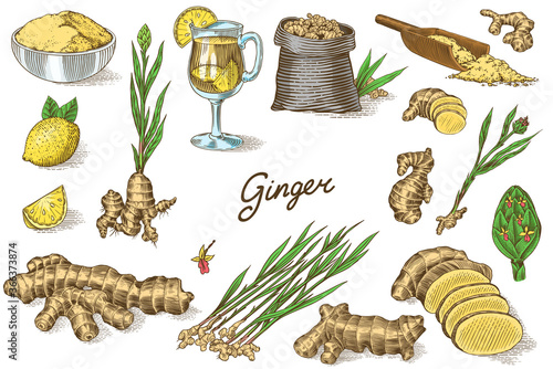 Ginger root, Chopped rhizome, Fresh plant, Bag and tea in glass cup. Vector Engraved hand drawn sketch. Pieces of ingredient set. Detox spice. 