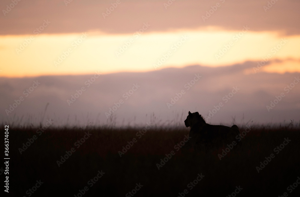 Silhouette of a Lion during morning at Masai Mara, Kenya
