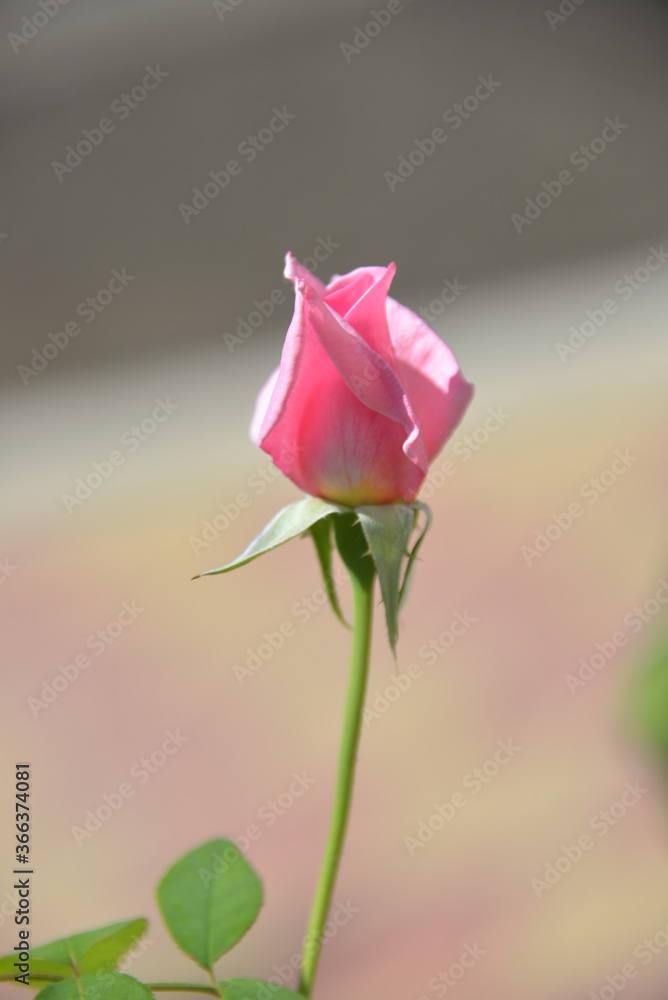 rose is a bright beautiful garden flower that grows in the garden during the day rose is a bright beautiful garden flower that grows in the garden during the day