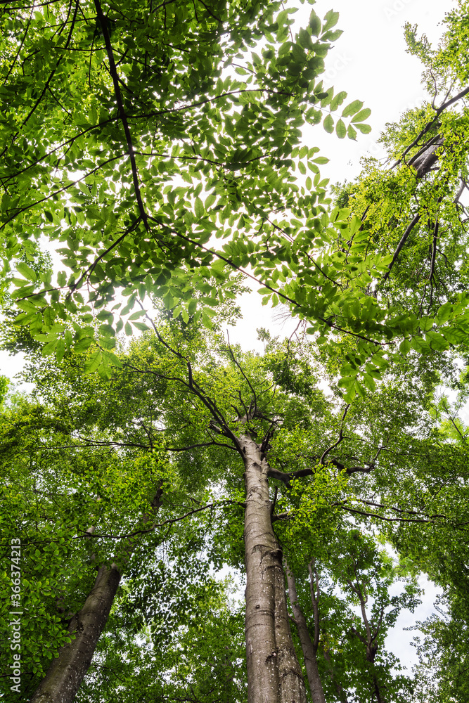 Fototapeta premium Forest. Coniferous and deciduous trees. Nature and landscapes of the Carpathians. The mountains. Sunny. The crowns of trees stretch towards the sky.