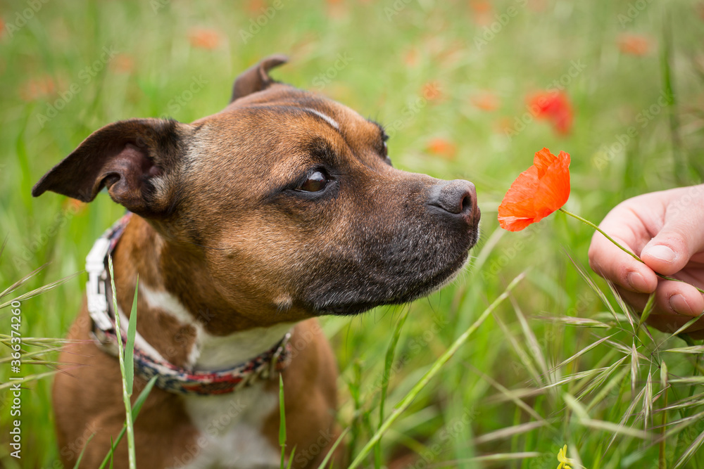 Little dog with a poppy