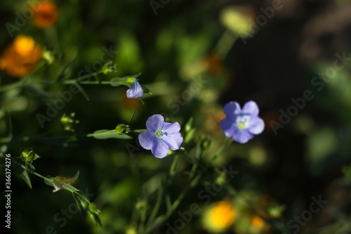 Flowering flax in the garden, growing a useful plant. Delicate small flowers of flax (Linum usitatissimum)