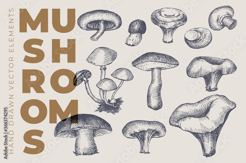 Hand drawn black and white mushrooms on light isolated background. Forest mushrooms of different species. It can be used to design menu of restaurant, shop and farmers market. Vintage illustration.