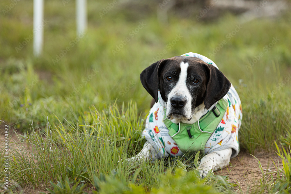 Mixed breed black and white dog laying in grass with sweater