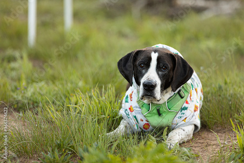 Mixed breed black and white dog laying in grass with sweater