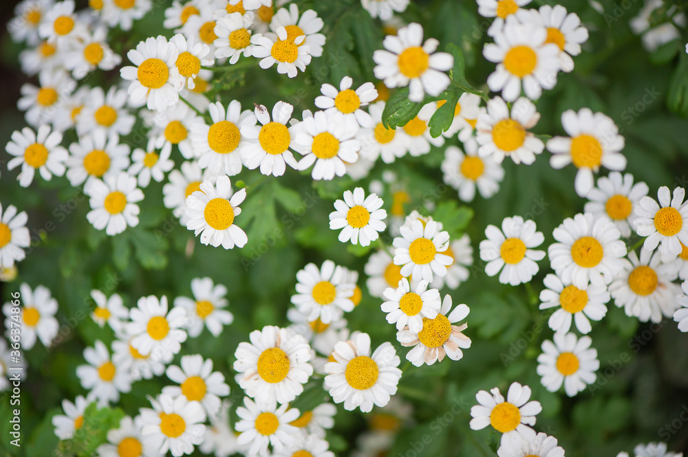 Field of daisies on a sunny day in nature. Chamomile flowers chamomile, wildflowers, chamomile flowers, spring day, Matricaria Chamomilla plant Field of daisies on a sunny day in nature. Chamomile flowers chamomile, wildflowers, chamomile flowers, spring day, Matricaria Chamomilla plant