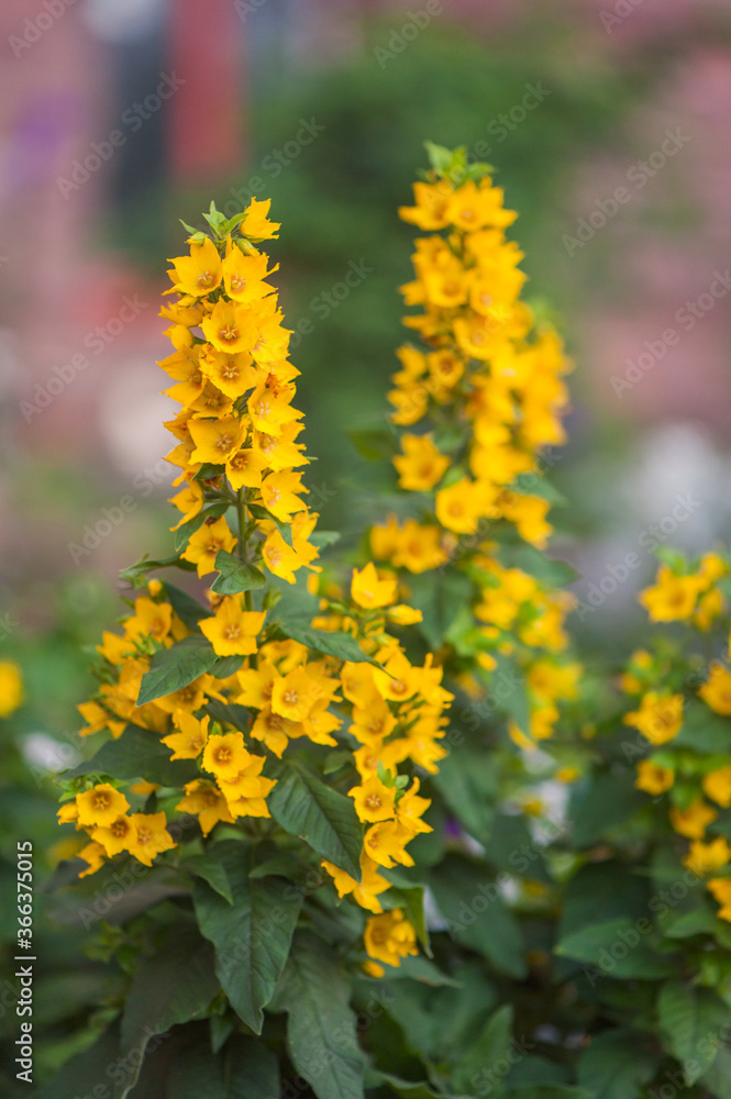 Fototapeta premium Yellow Loosestrife Lysimachia Punctata , the Dotted Loosestrife, Large Yellow Loosestrife or Spotted Loosestrife, Family: Primulaceae. Beautiful summer yellow flowers in the park.