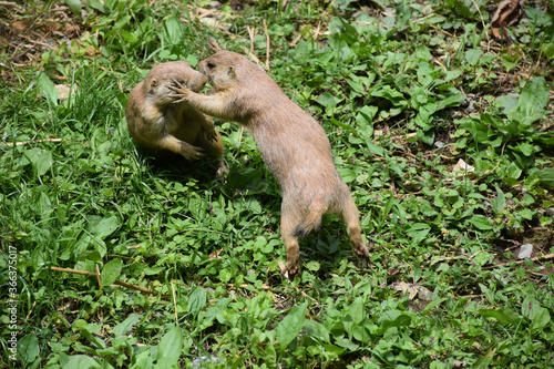 Prairie Dogs Fighting and Playing Together in Weeds photo