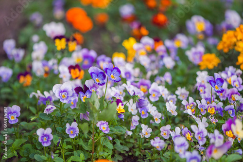 Wild pansies in different carpet colors Colorful decoration of blooming heart flowers or violas or pansies with blurred background