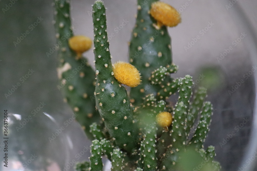 Cactus Cactus