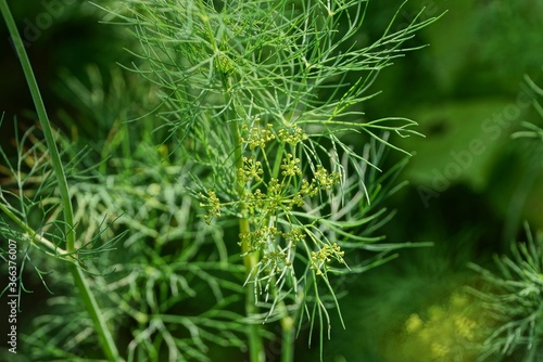 green plant dill with small yellow flowers in the garden