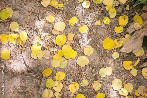Gold aspen leaves