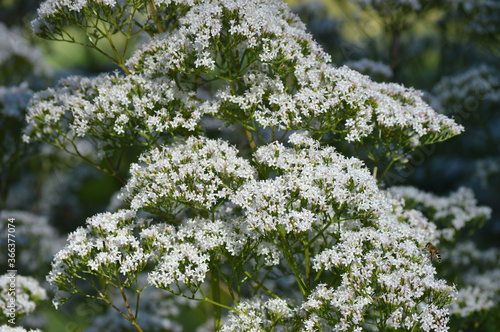 Valeriana Officinalis