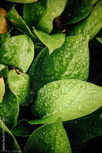 Water drops on a leaf during monsoon season