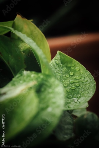 Water drops on a leaf during monsoon season