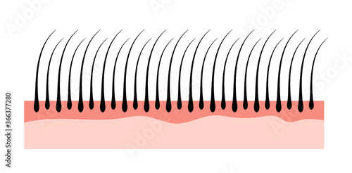 Human hair skin structure growth epidermis. Hair anatomy concept