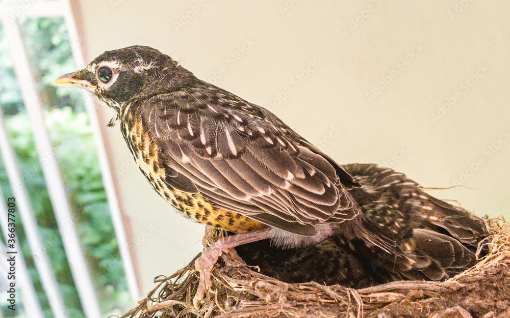 Three thirteen-day old baby robins are sitting inside their nest, waiting for food Three thirteen-day old baby robins are sitting inside their nest, waiting for food