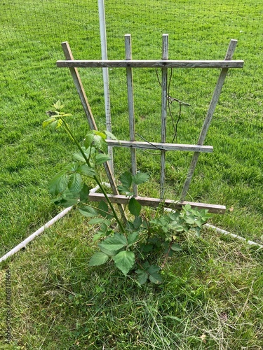 Young Blackberry Plant Growing Beside Old Painted Wooden Trellis Inside Agricultural Netting with Green Grass in Background photo