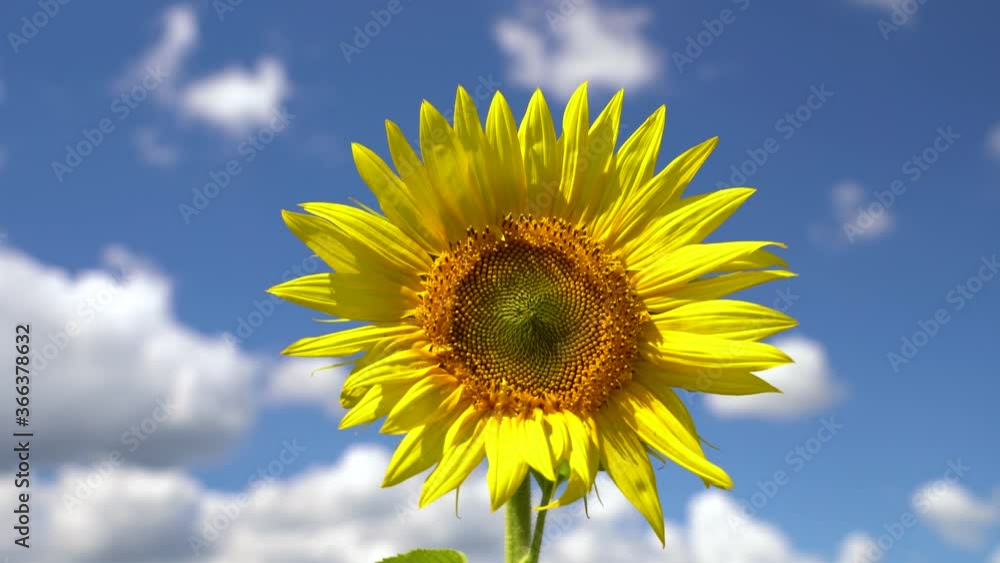 a blooming sunflower flower swings in the wind against a blue sky with clouds a blooming sunflower flower swings in the wind against a blue sky with clouds