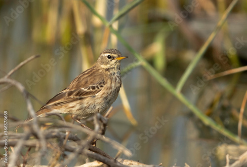 Water pipit, Hamala, Bahrain