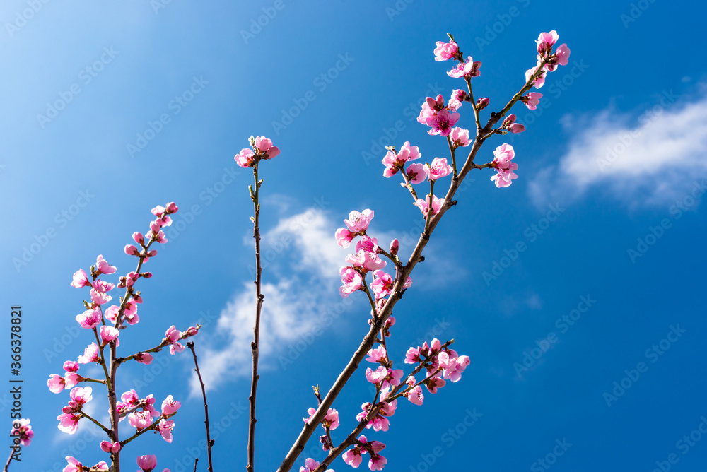 Ripening cherry blossoms on a tree against the background of a blue, spring sky.
