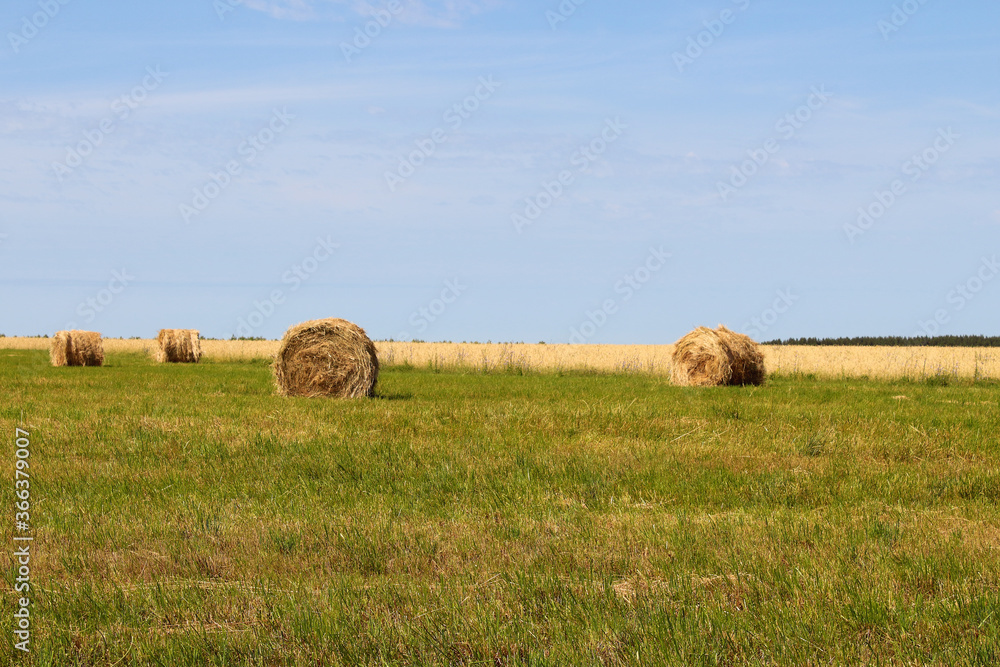 Hay bales in the field. Background. Beautiful landscape.