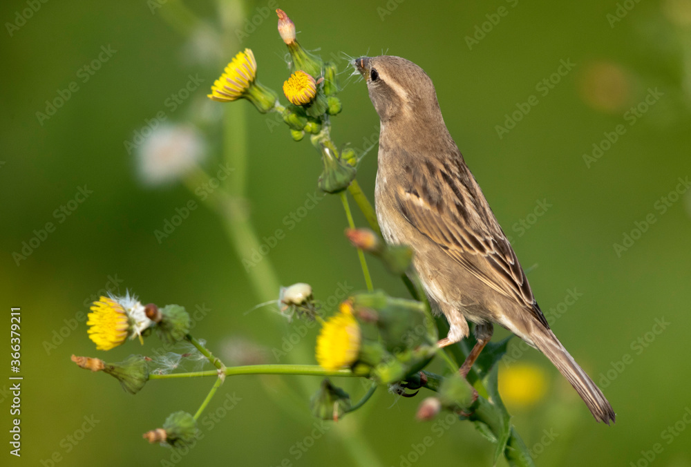 Spanish Sparrow feeding flower, Bahrain .