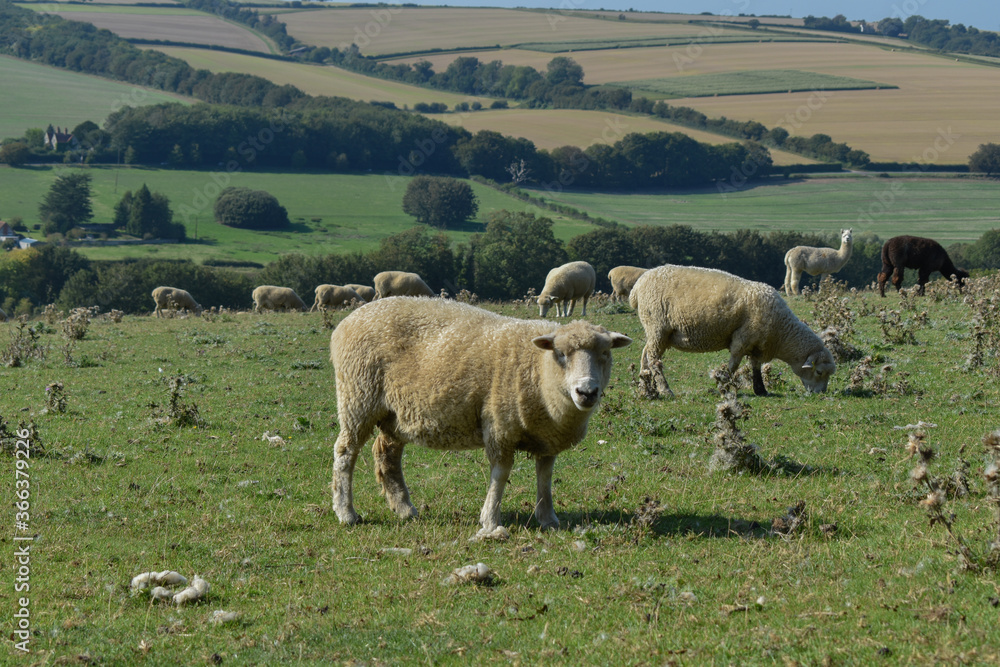 Obraz premium Sheep in a Field 
