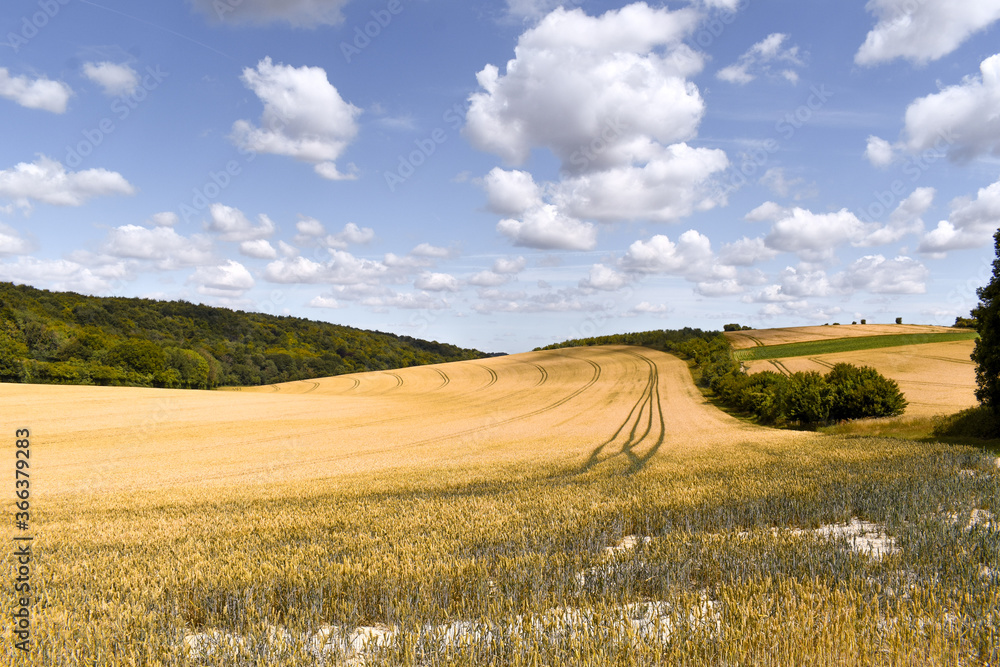Tractor Tracks Through Countryside Yellow Cornfield 