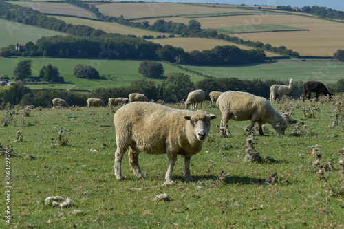 Sheep in a Field 