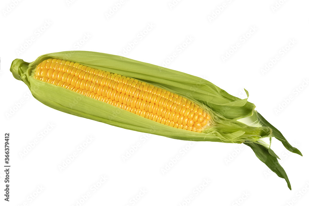 Ripe corn isolated on white background Ripe corn isolated on white background