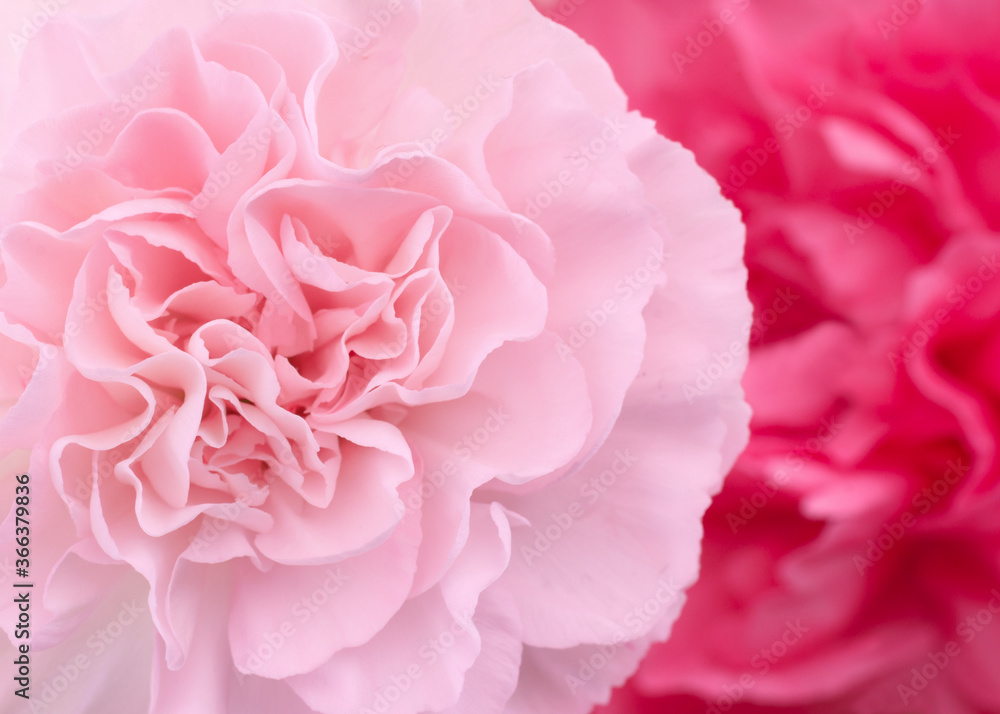Pink Carnation close up with light and airy pastel tonality